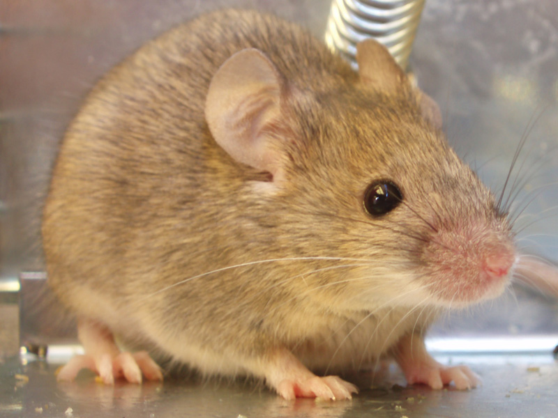 Mäusebekämpfung Wertingen